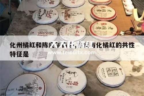 化橘红可以和白茶一起喝吗