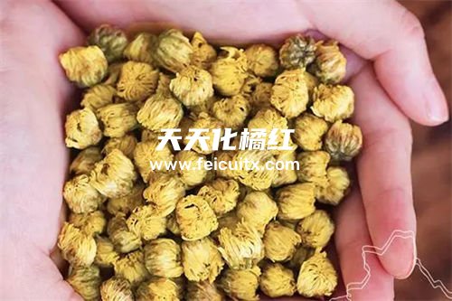 化橘红能和胎菊一起泡水喝吗