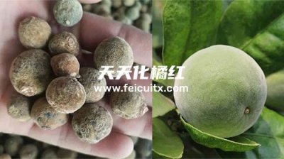 化橘红的胎果跟成熟果有什么区别